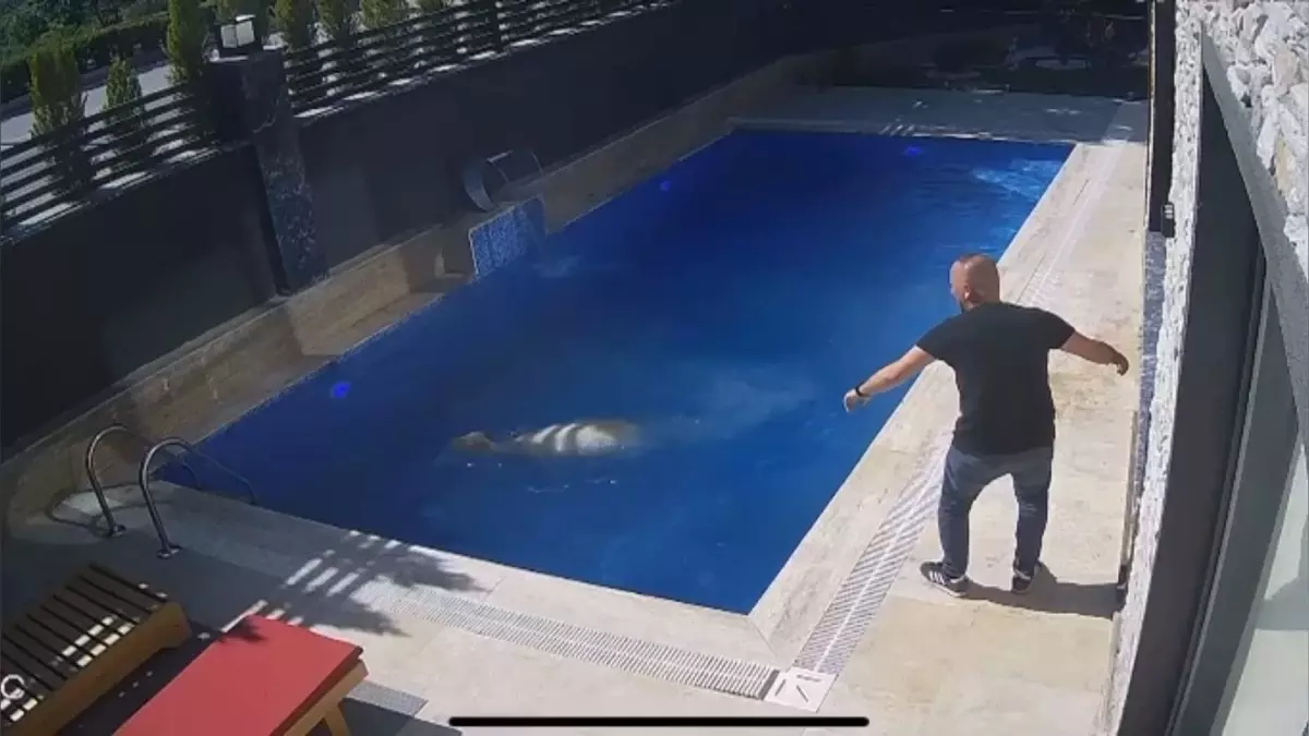 Koç, Villanın Havuzuna Atlarken Görüntülendi