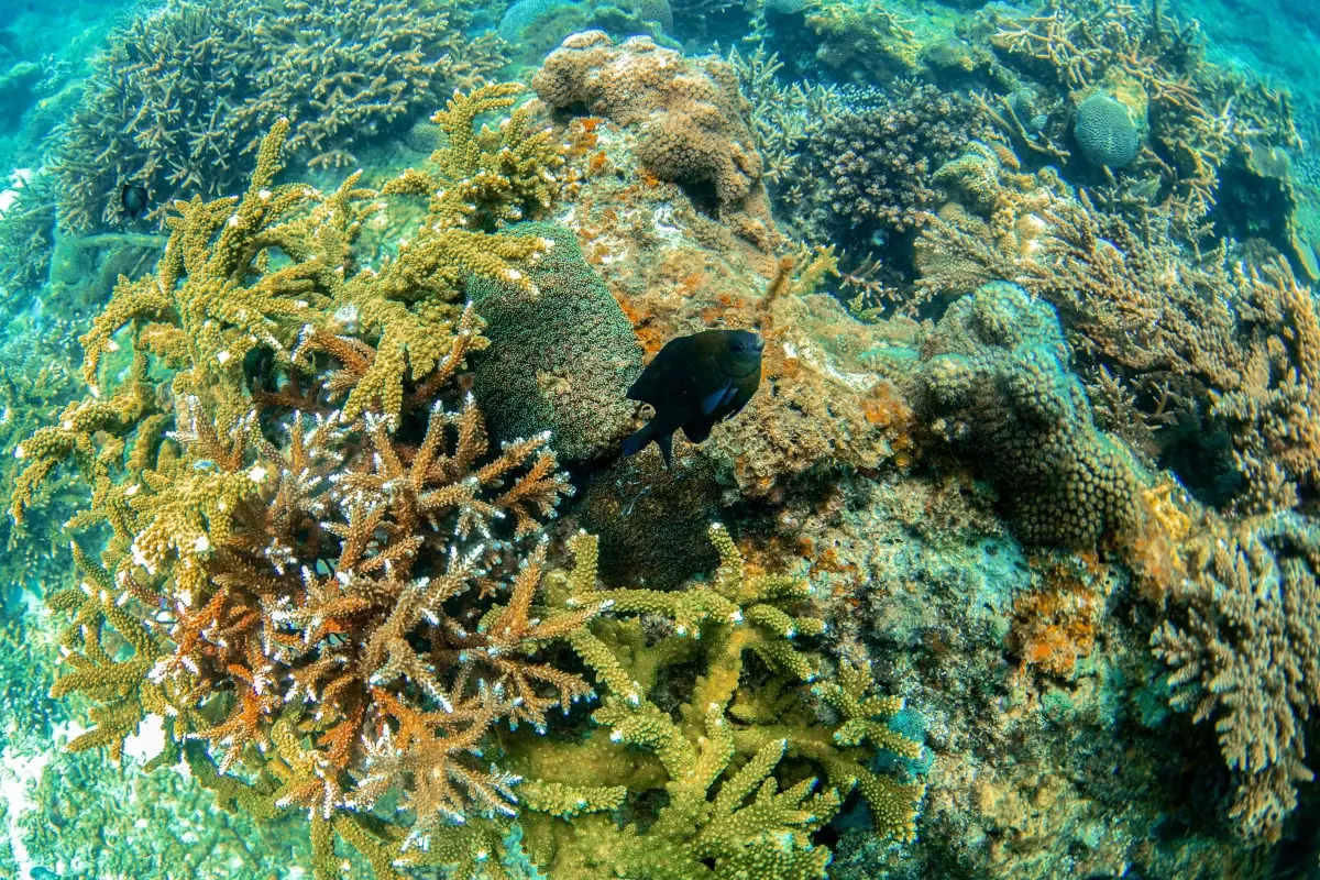 Sanya\'da Deniz Çiftliği ile Ekosistem Restorasyonu