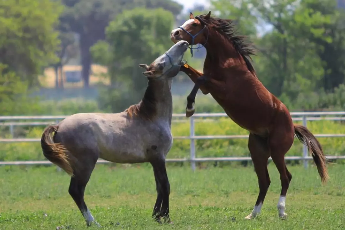 Sıfır araba parasına at spermi! Yok satıyor