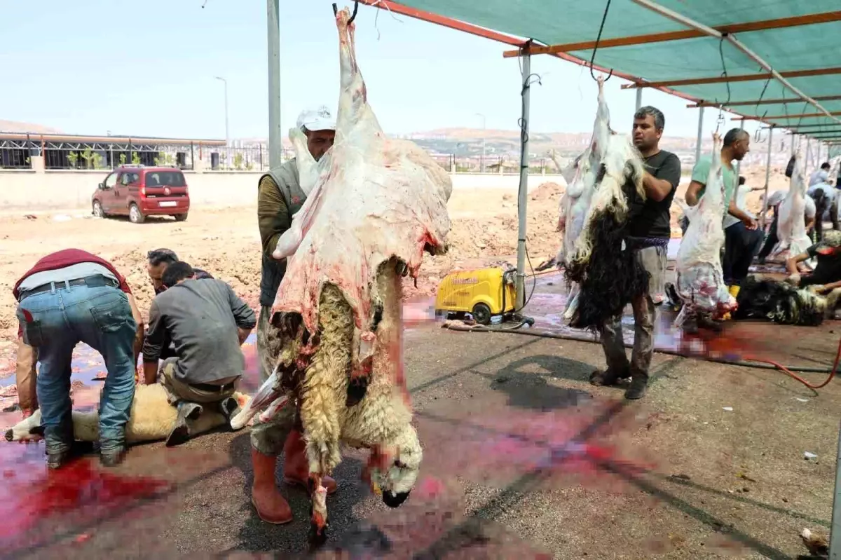 Elazığ\'da Kurban Bayramı Coşkusu Devam Ediyor