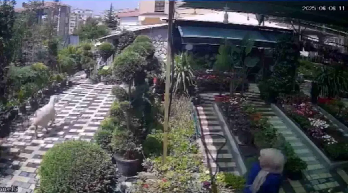 Firar Eden Koyun Kamerada Yakalandı