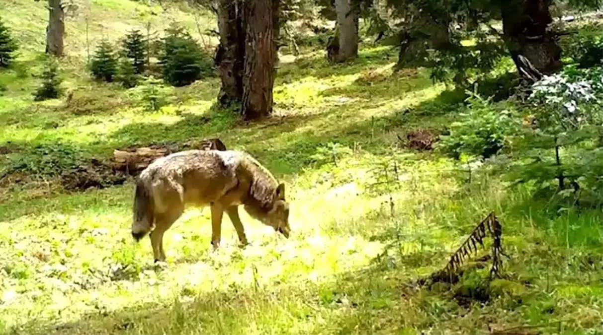 Bozkurt, Fotokapanda Görüntülendi