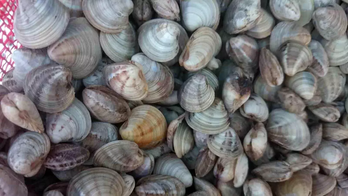 Deniz Ürünlerinde Üretim Güncel Raporu