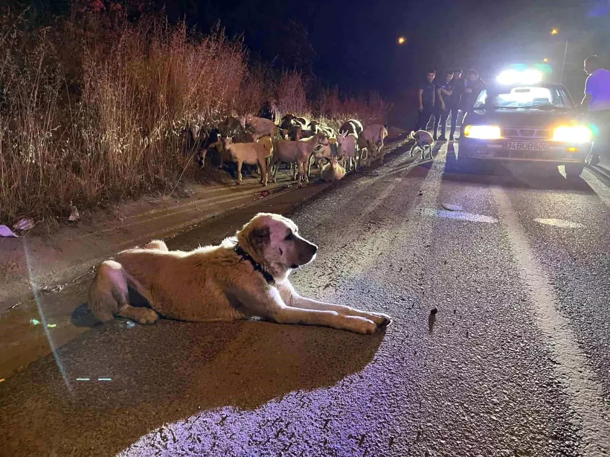 Kaçan Keçiler Polis Tarafından Bulundu