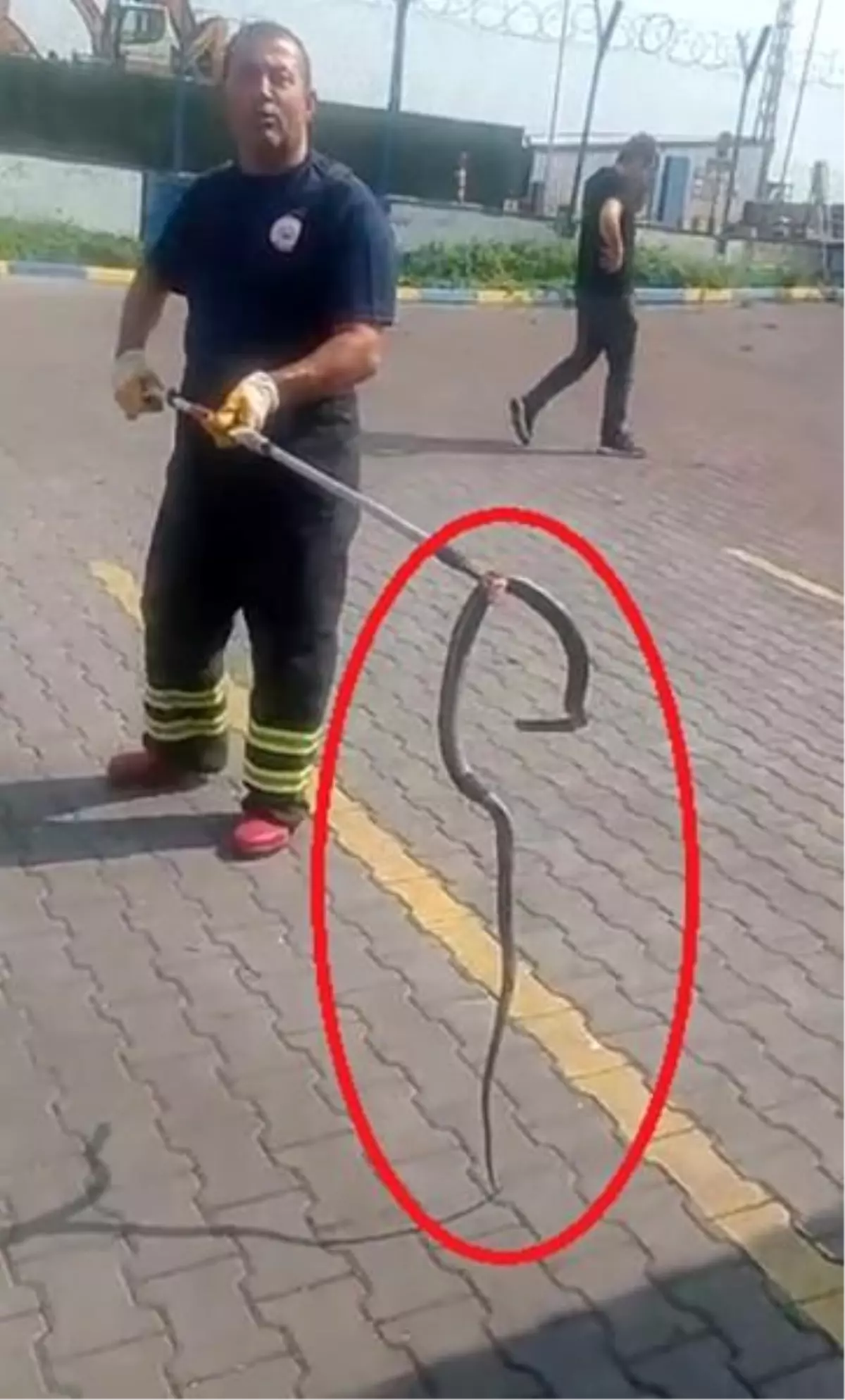 Hatay\'da Fabrikada Yılan Yakalandı