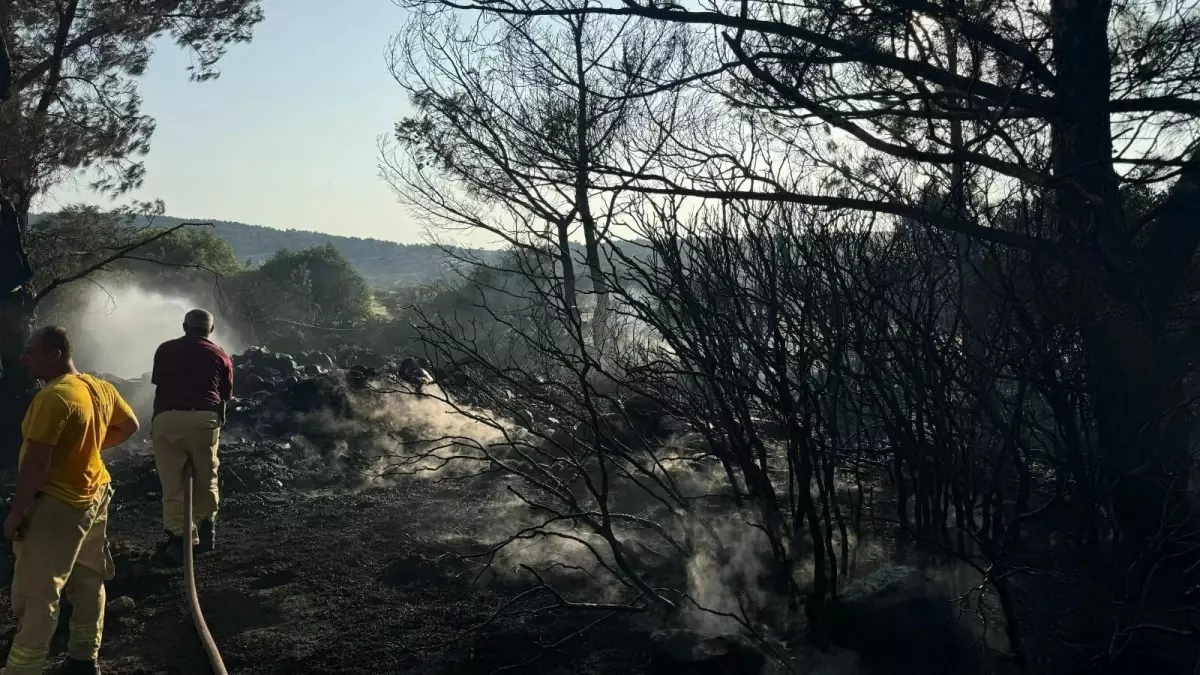 İzmir\'de Orman Yangınına Neden Olan Şahıs Tutuklandı
