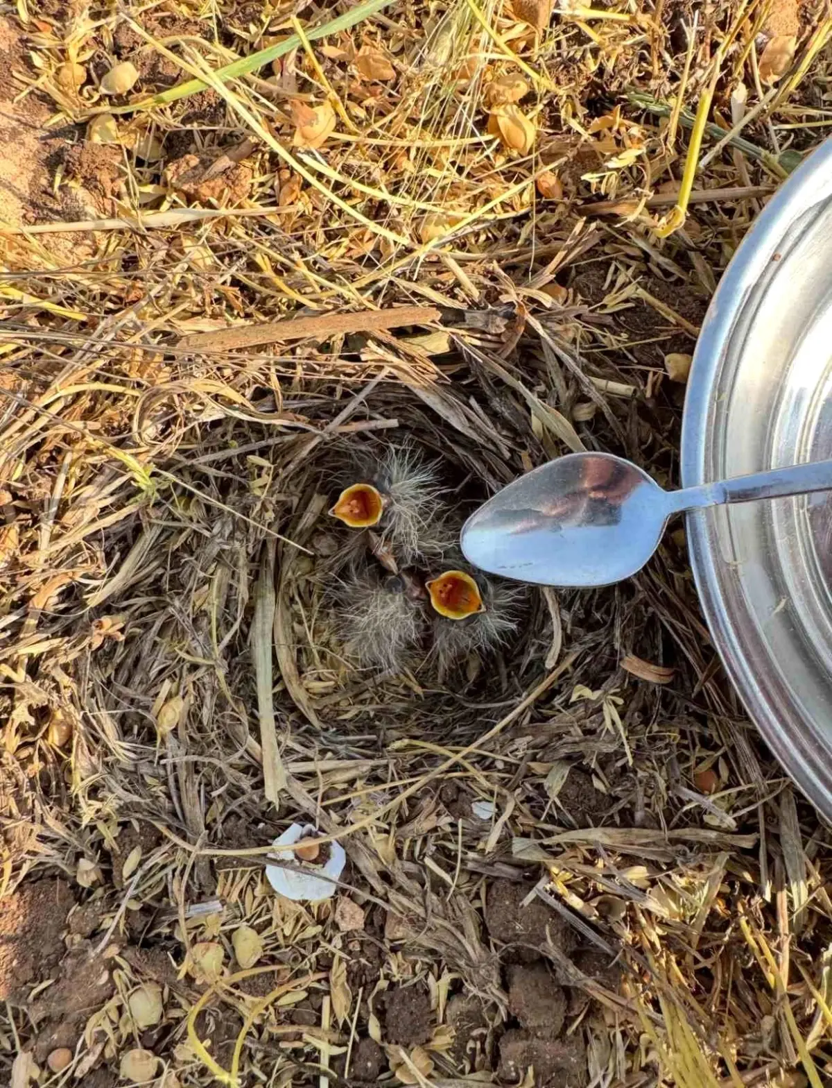 Çiftçi Kuş Yavrularına Su Verdi