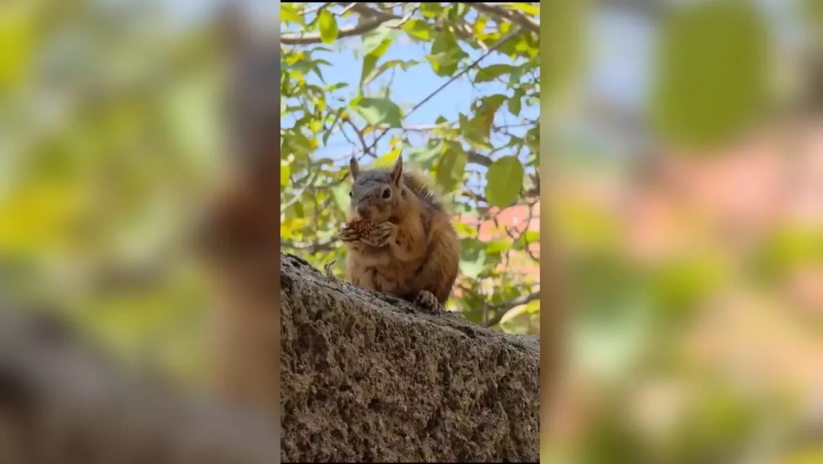 Sincap Bayram Kömbesi Yiyor