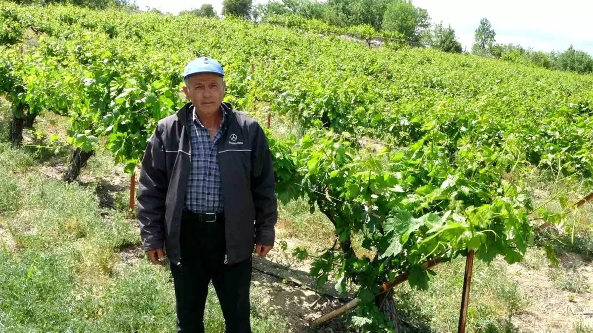 Arapgir\'de Üzüm Bağları Zirai Donun Kurbanı