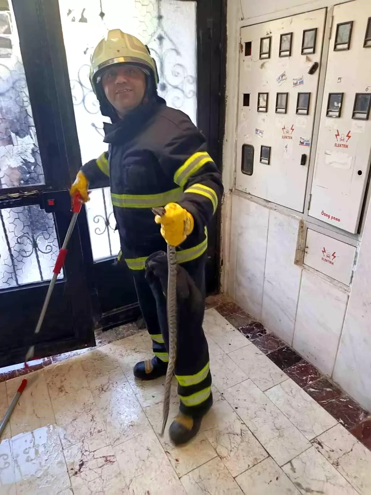 Bilecik\'te Engerek Yılanı Apartmana Girdi, İtfaiye Ekipleri Yakalandı