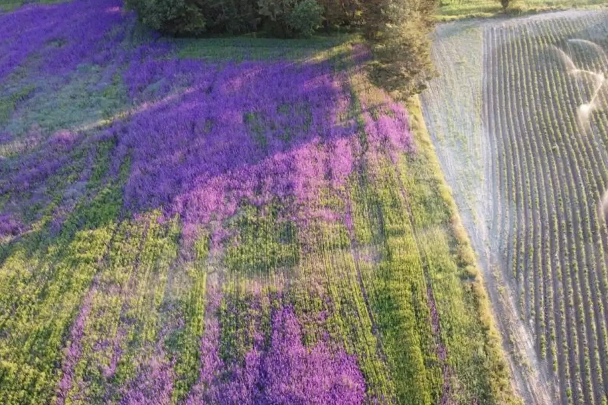 Buğday ekti, büyüyünce bu hale geldi