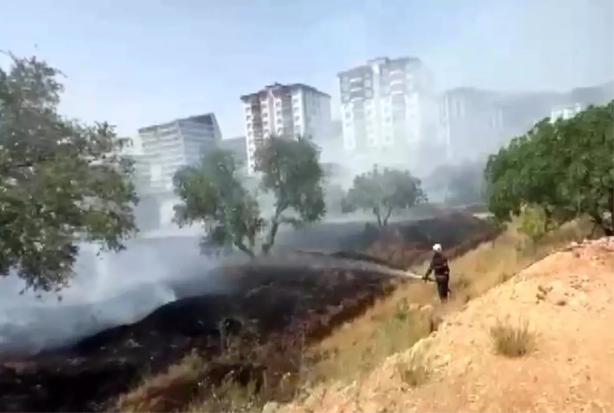 Kahramanmaraş\'ta Zeytinlikte Yangın