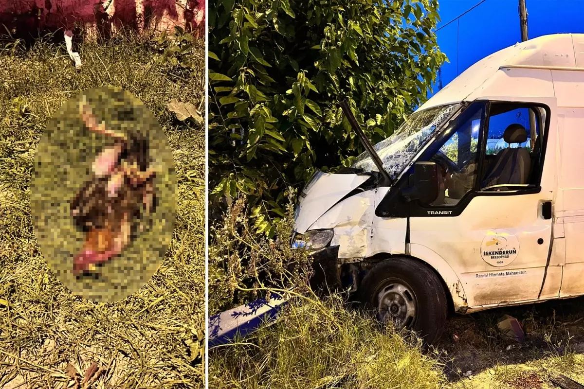 Kazada telef olan horozu hayata döndürmek için kalp masajı yaptı