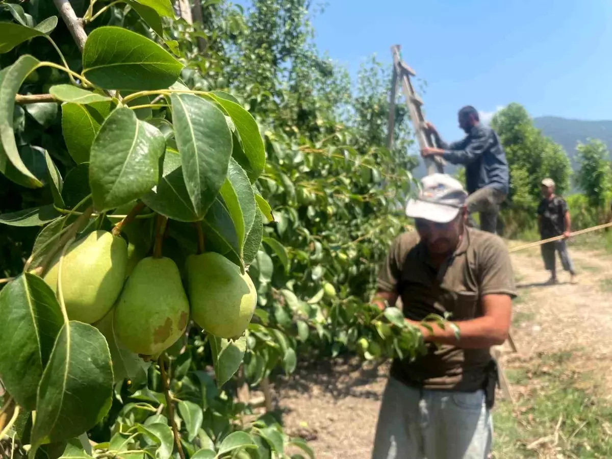 Gürsu\'da Şeftali ve Armut Hasat Öncesi Seyreltme Çalışmaları