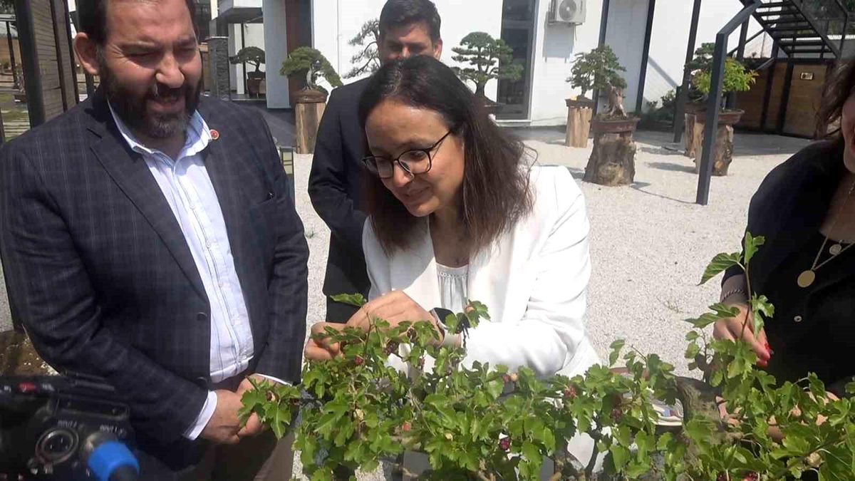 Yalova\'da İlk Bonsai Dut Ağaçları Hasat Edildi