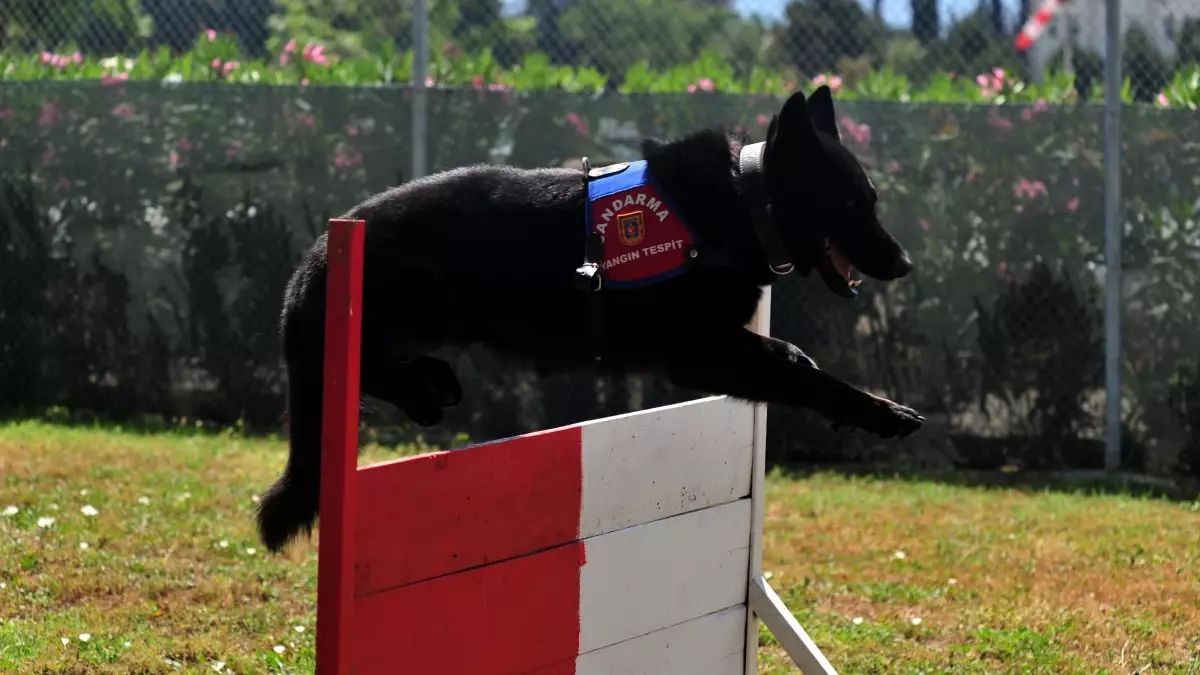 Yangın Tespitinde Bronz\'un Başarısı