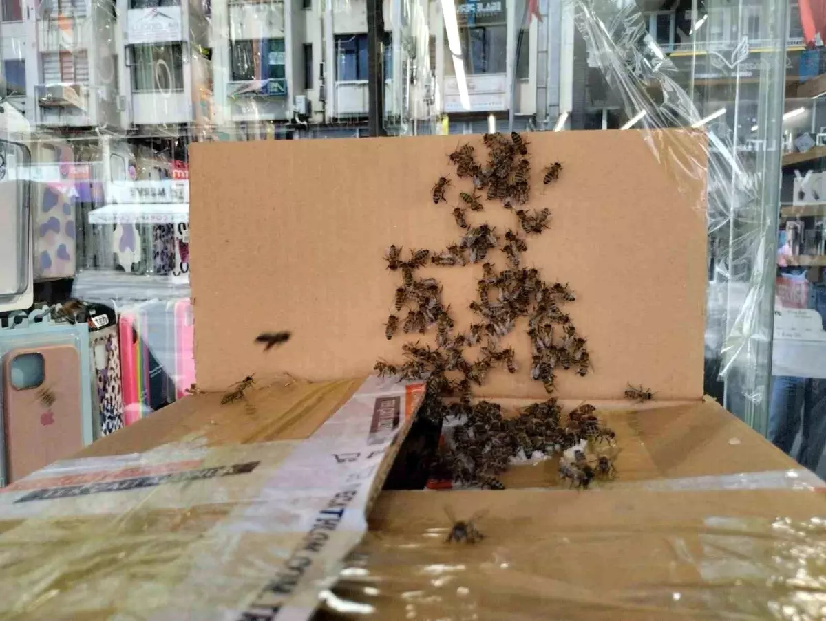 Denizli\'de Kraliçe Arı Şehir Merkezini İstila Etti