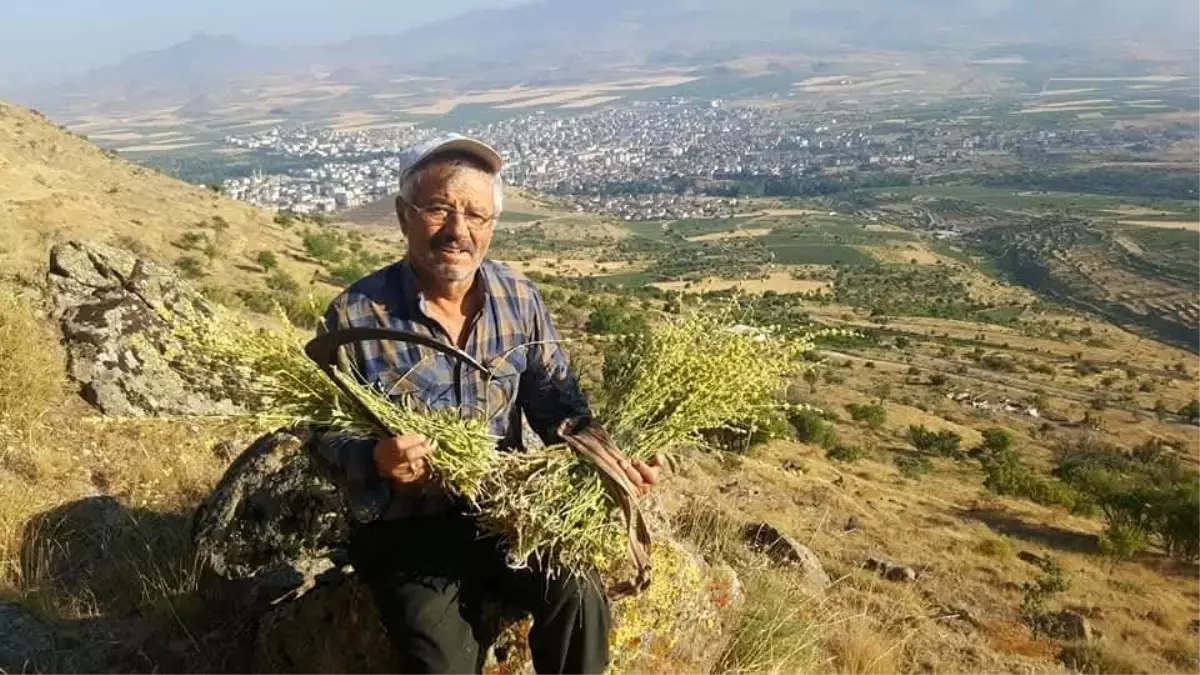 Erciyes\'te Kaliteli Bal Üretimi