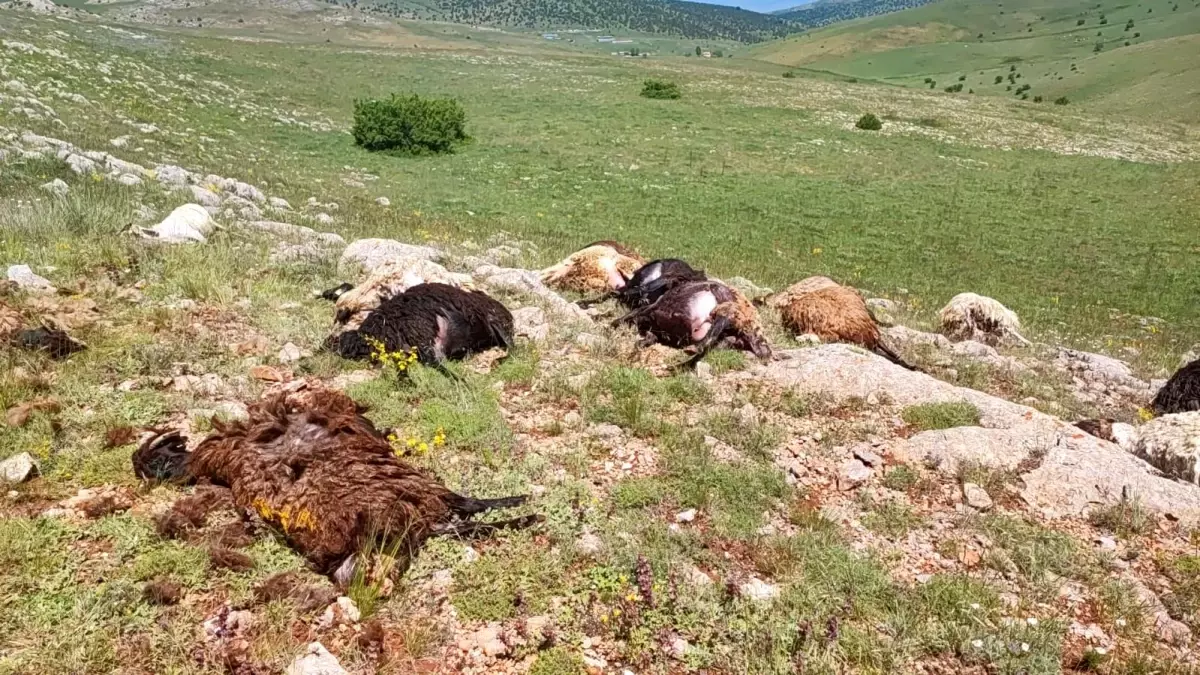 Gümüşhane\'de Yıldırım 18 Hayvanı Öldürdü