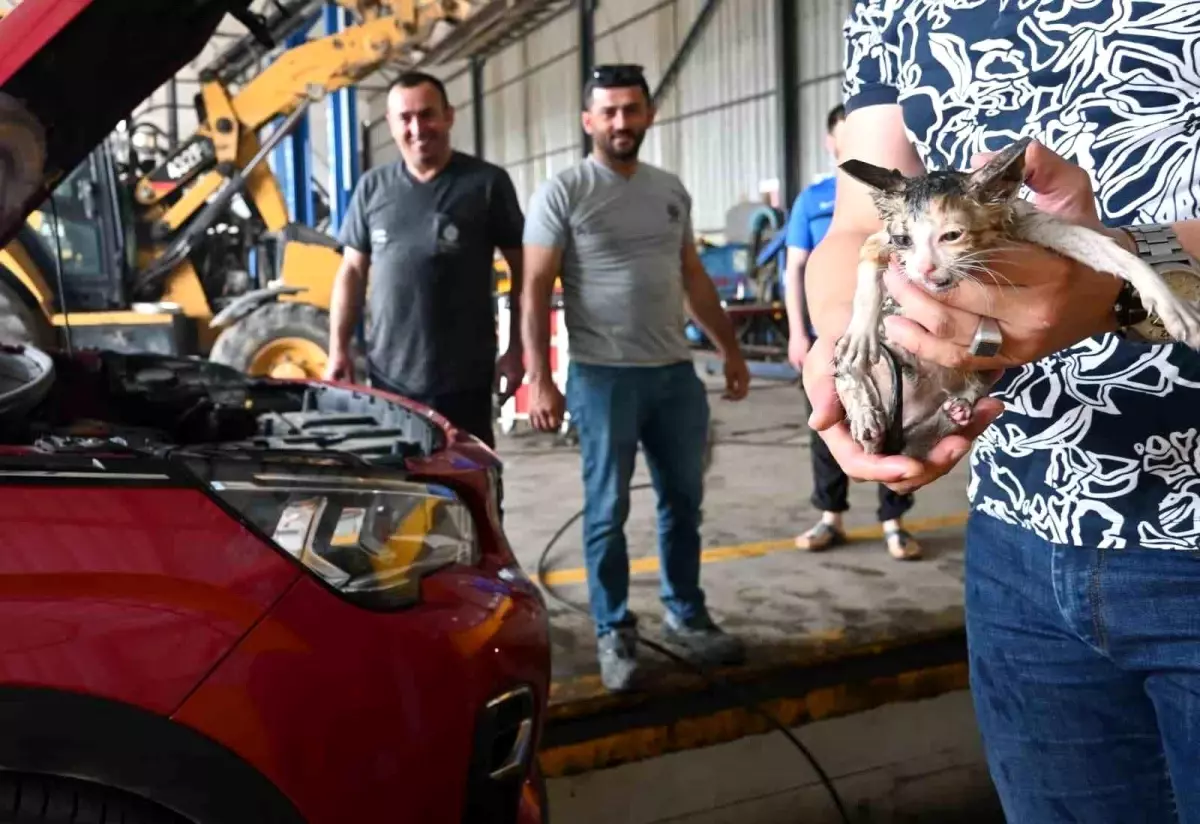 Başiskele\'de Yavru Kedi Temiz Bir Şekilde Kurtarıldı