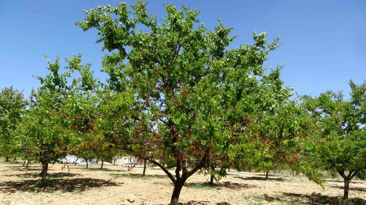 Malatya Üreticilerine Destek Beklentisi