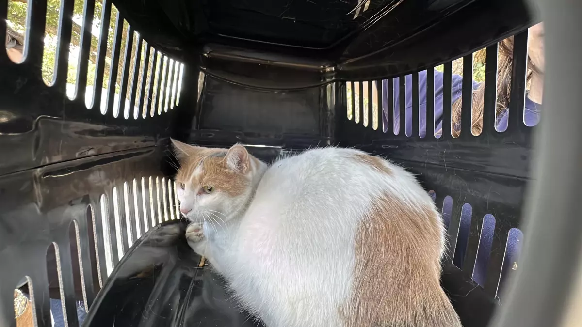 Edirne\'de Mahsur Kalan Kedi Kurtarıldı