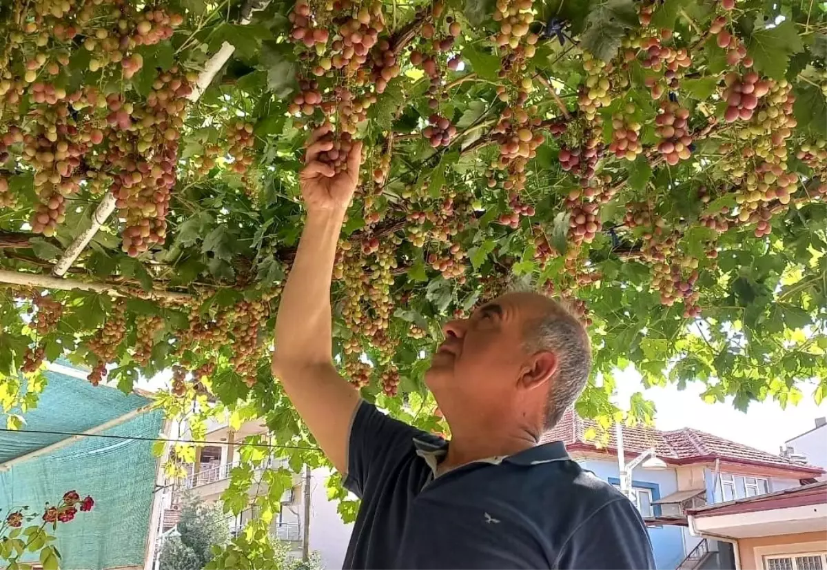Sarıgöl\'de İlk Üzümler Hasat Edildi