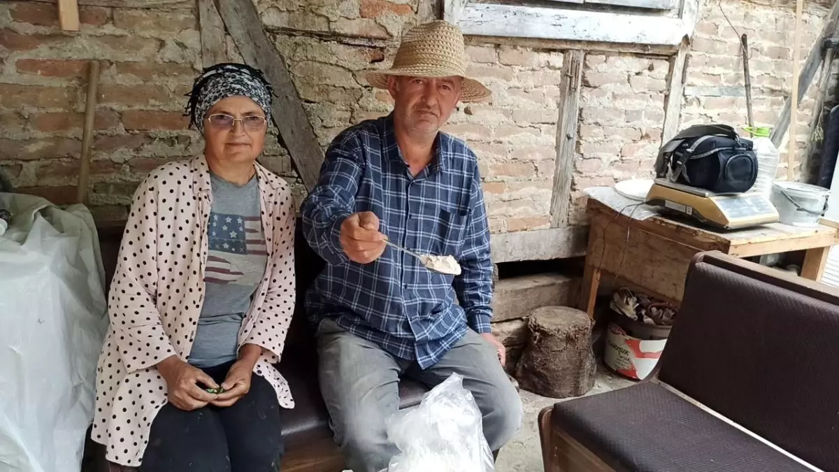 Kardeşler, Zonguldak\'ta Salep Yetiştiriciliğine Başladı