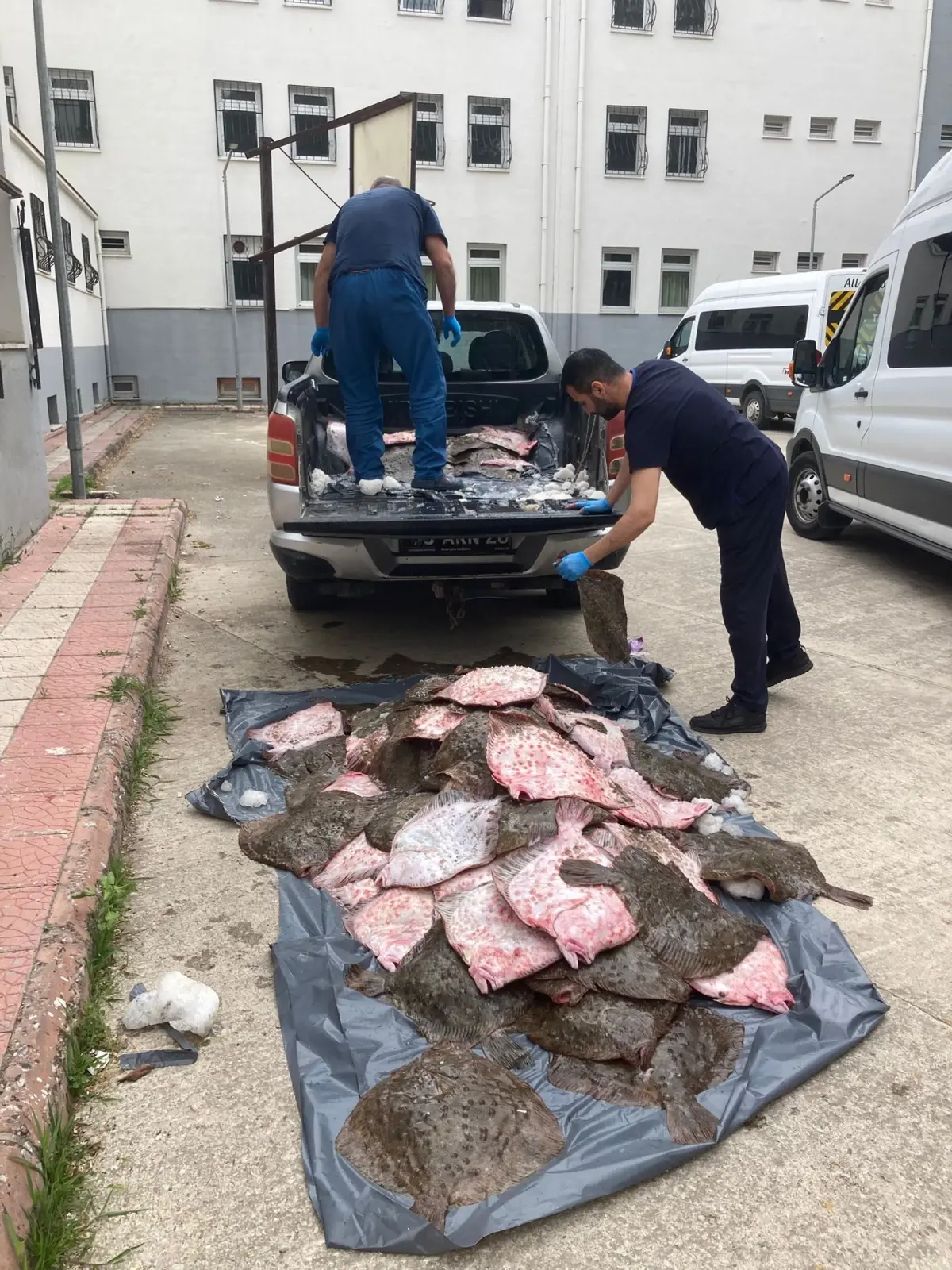 Samsun\'da Kaçak Avcılık Operasyonu: 6 Ton Kalkan Ele Geçirildi