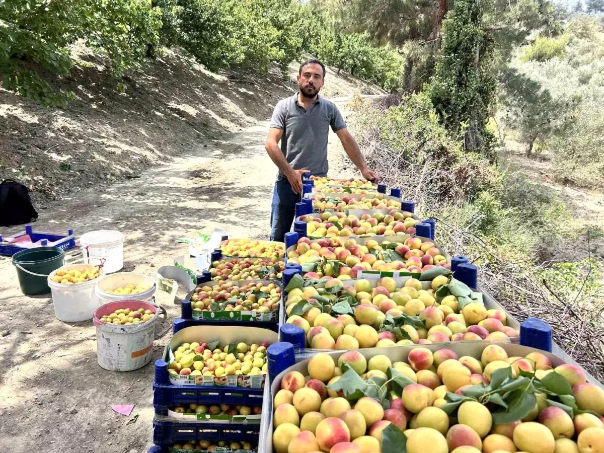 Hatay\'da Kayısı Hasadı Başladı