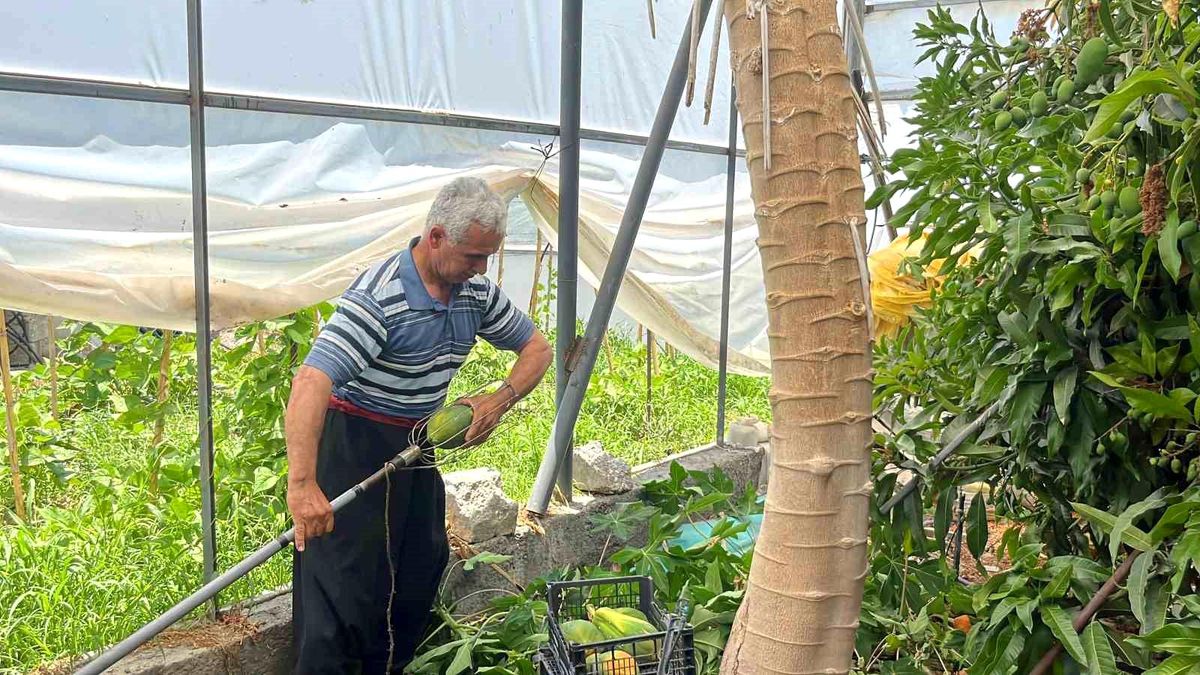 Alanya\'da Papaya Hasadı Başladı