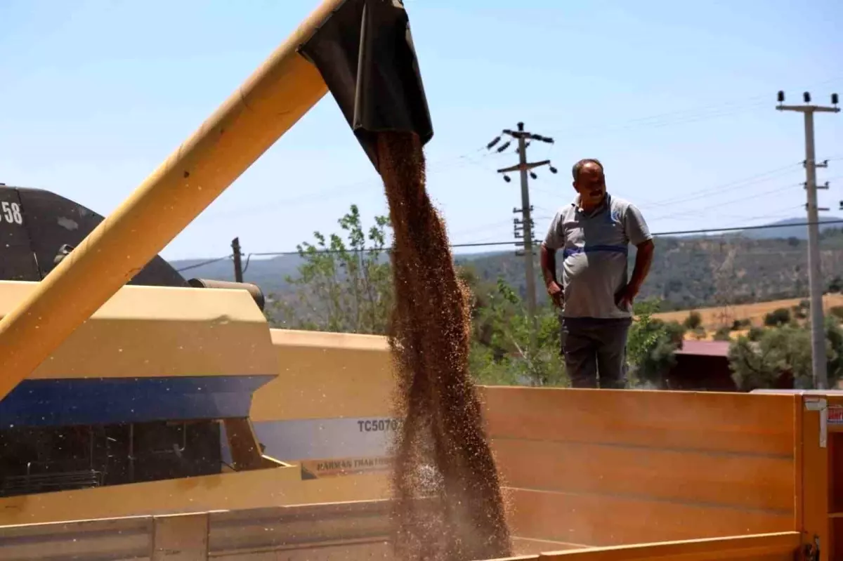 Bodrum\'da Karakılçık Buğdayı Hasadı Gerçekleştirildi