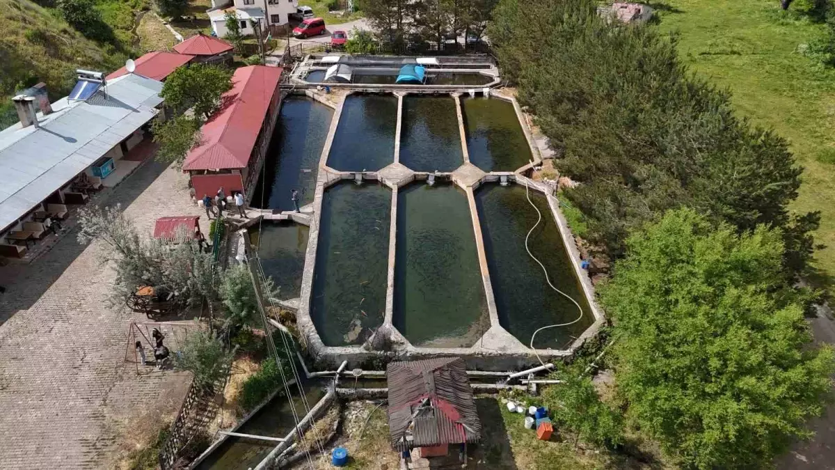 Sivas\'tan Avrupa\'ya Alabalık İhracı