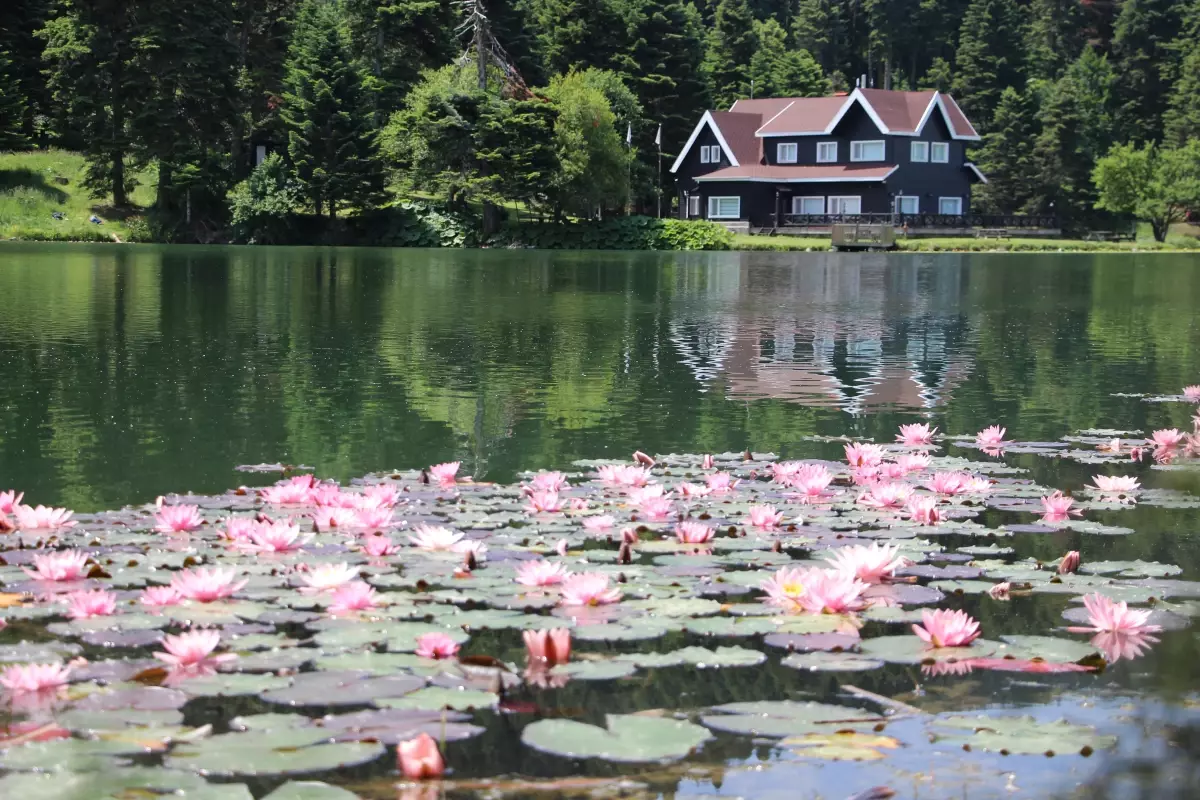 Gölcük Tabiat Parkı\'nda Nilüfer Çiçekleri Açtı
