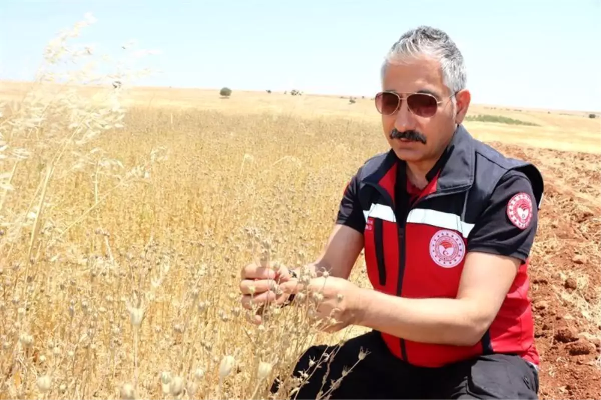 Çörek Otu Hasadı İncelemesi