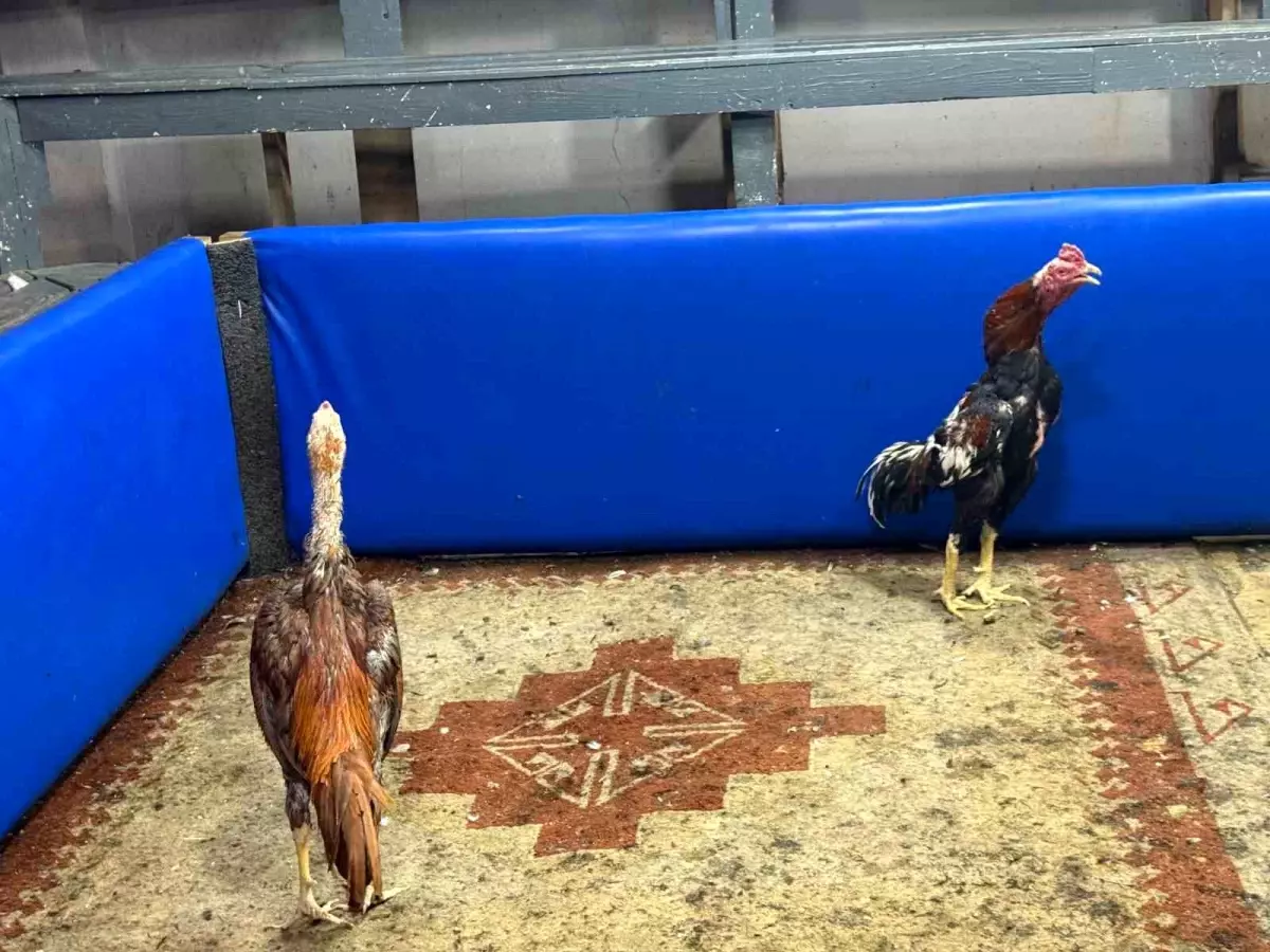 Adana\'da Horoz Dövüşü Baskını