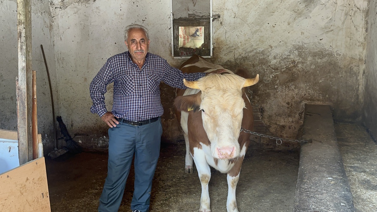 Yalova\'da İnek Dolandırıcılığı