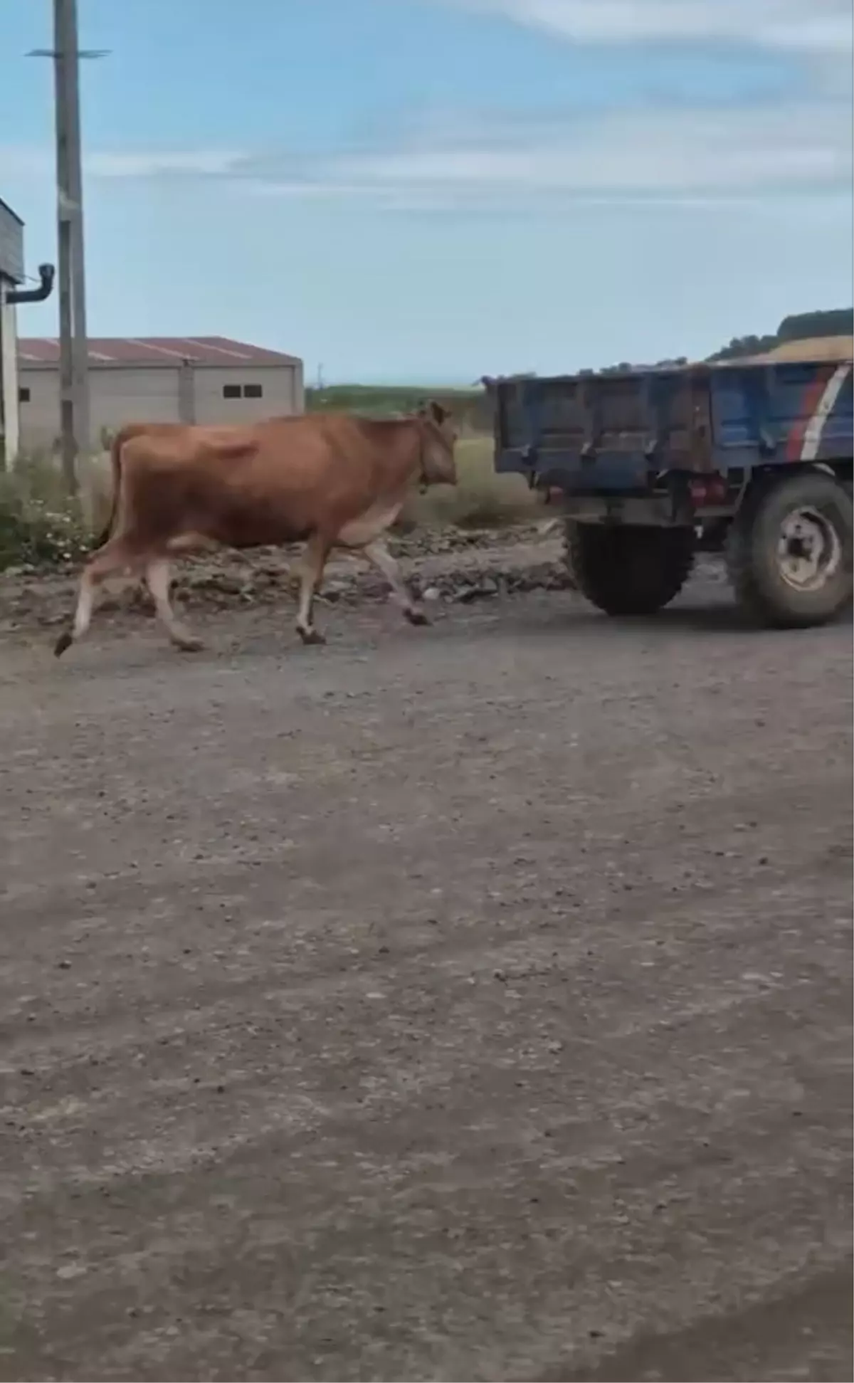 Samsun\'da Traktörle Sürüklenen İnek