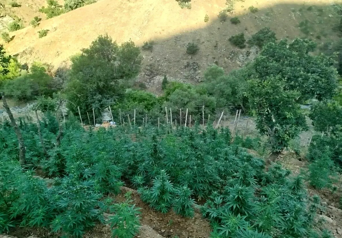Bingöl\'de 15 Bin Kök Kenevir Ele Geçirildi
