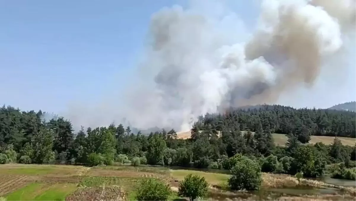 Bursa\'da Orman Yangınıyla Mücadele