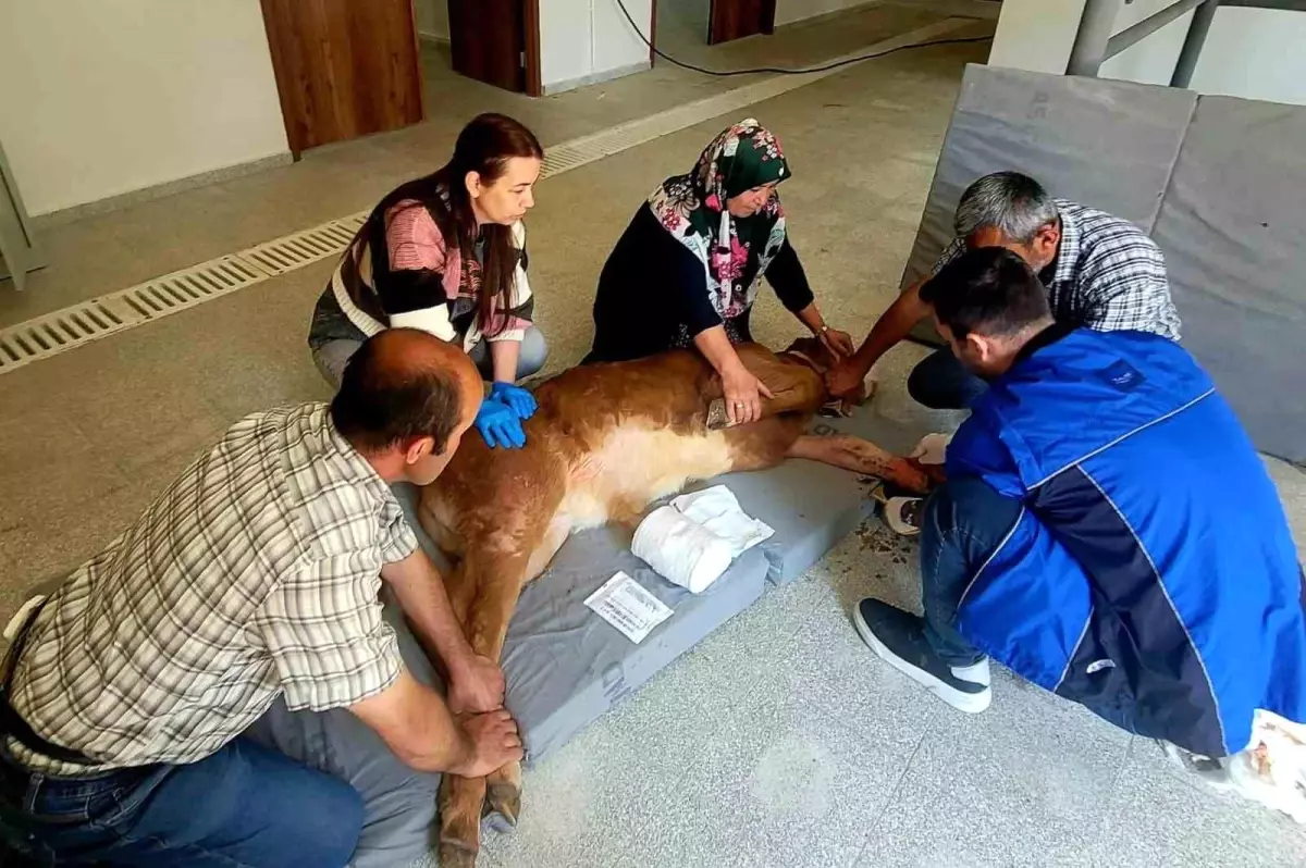 Kastamonu\'da Büzak Bacağı Kırığı Başarıyla Tedavi Edildi