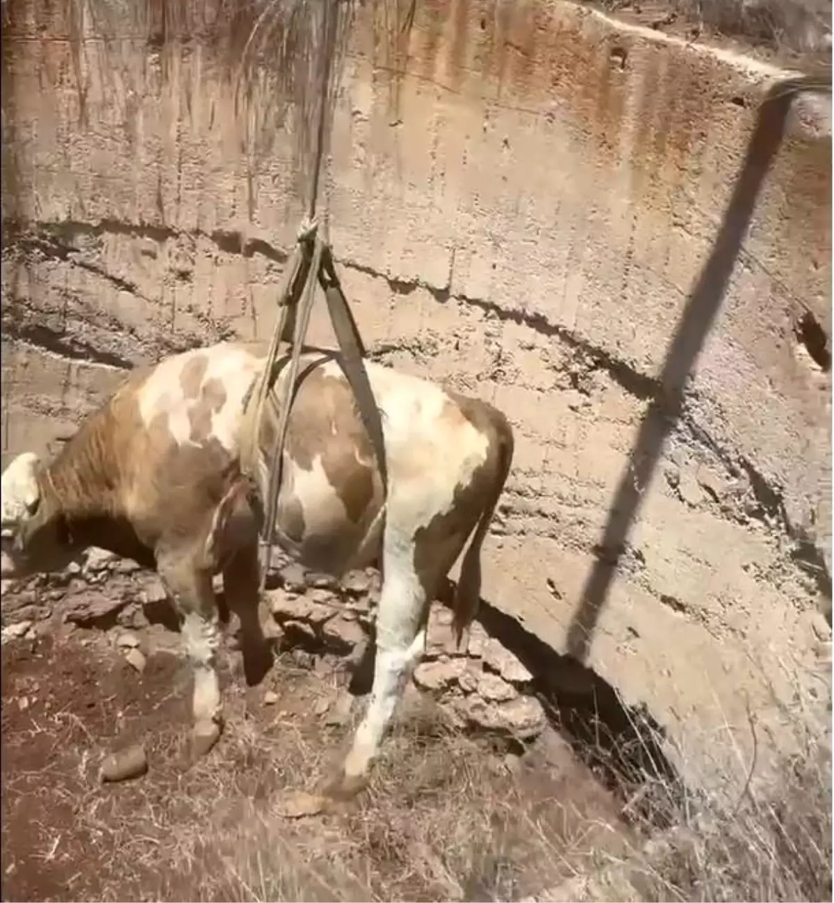 Gaziantep\'te Görme Engelli Dana Kurtarıldı