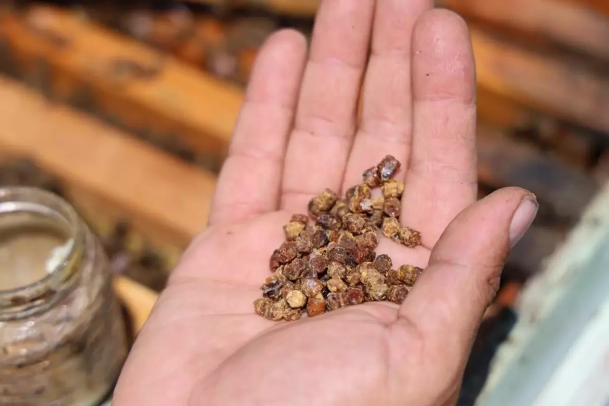 Geçmişte çöpe gidiyordu, şimdi kilosu 3 bin TL\'den satılıyor