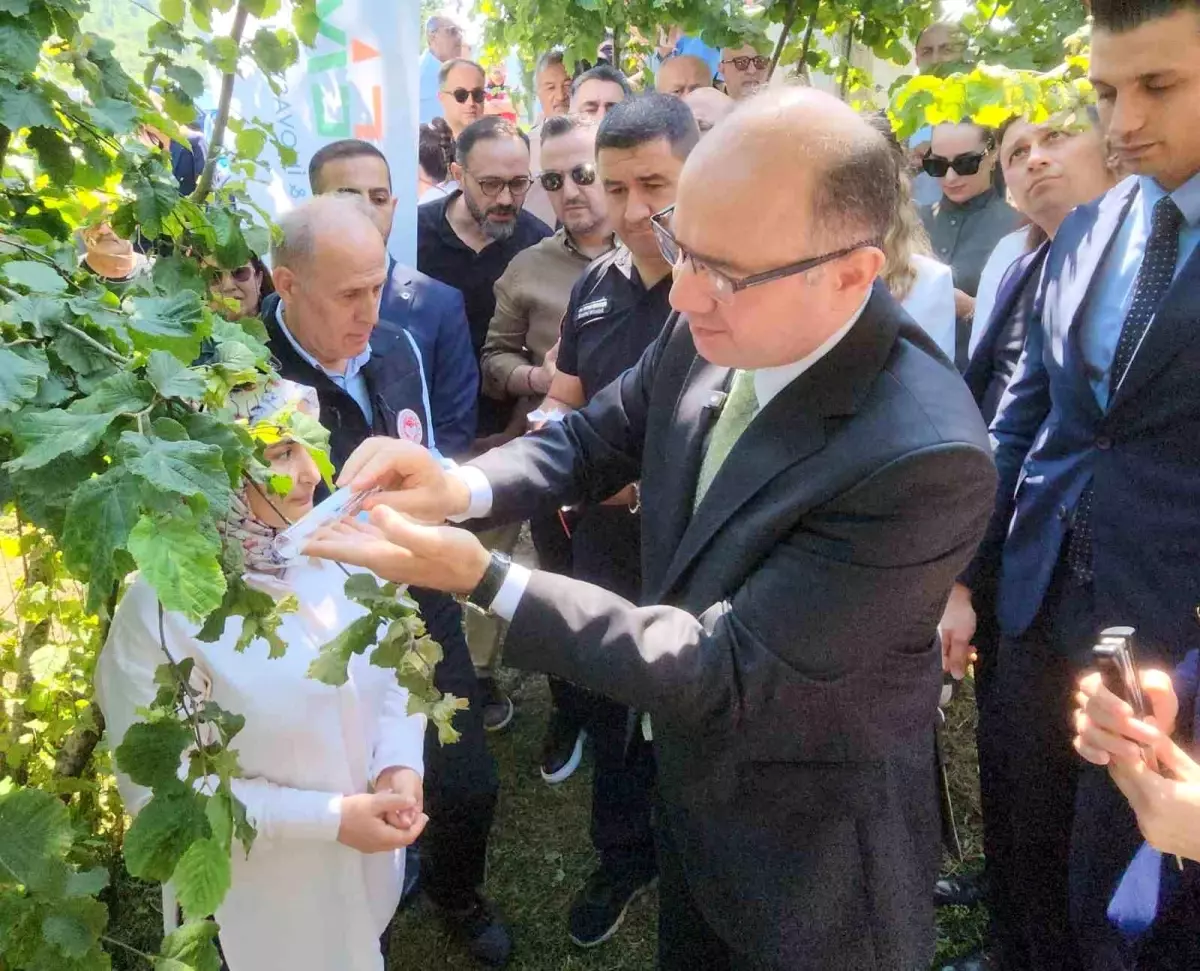Giresun\'da Samuray Arıları Doğaya Salındı