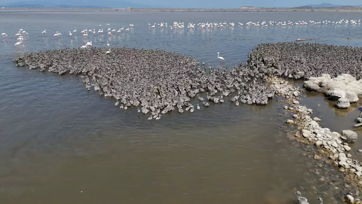 İzmir Kuş Cenneti\'nde 13 Bin Flamingo Yavrusu