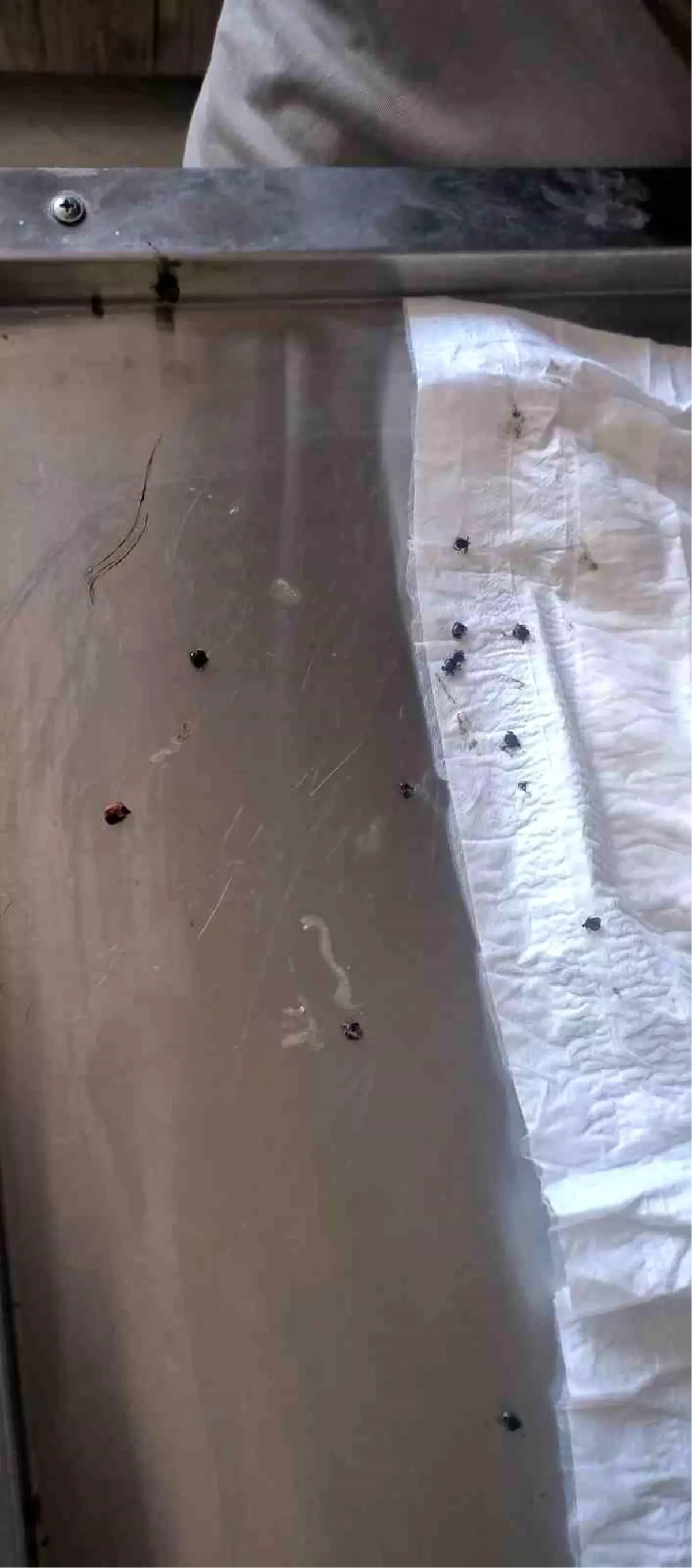 Jandarma Komutanı, Zor Durumdaki Kaplumbağayı Kurtardı