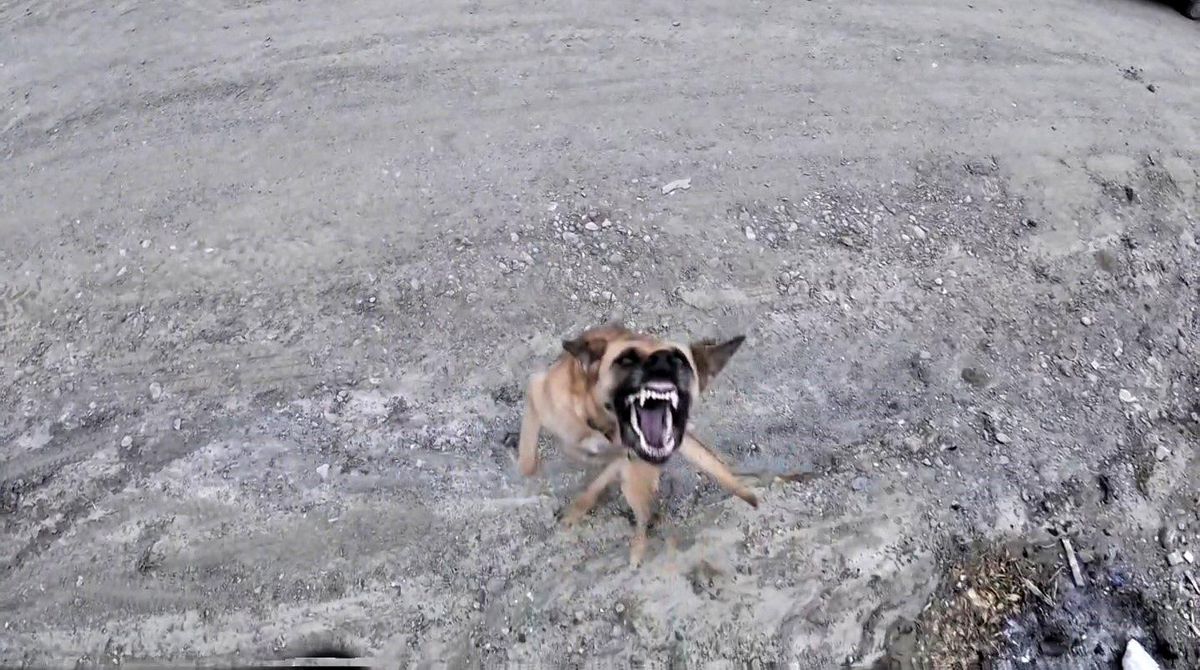 Köpeğin Dron Takibi Gülümsetti