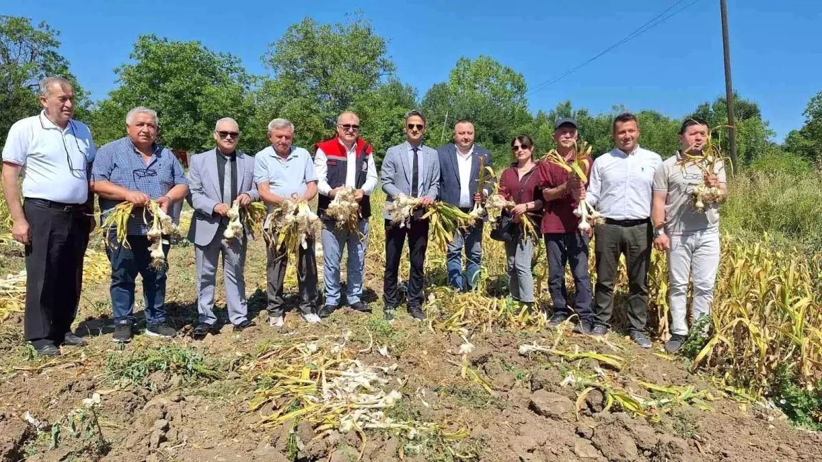 Çaycuma\'da Makineli Sarımsak Hasadı İlk Kez Yapıldı