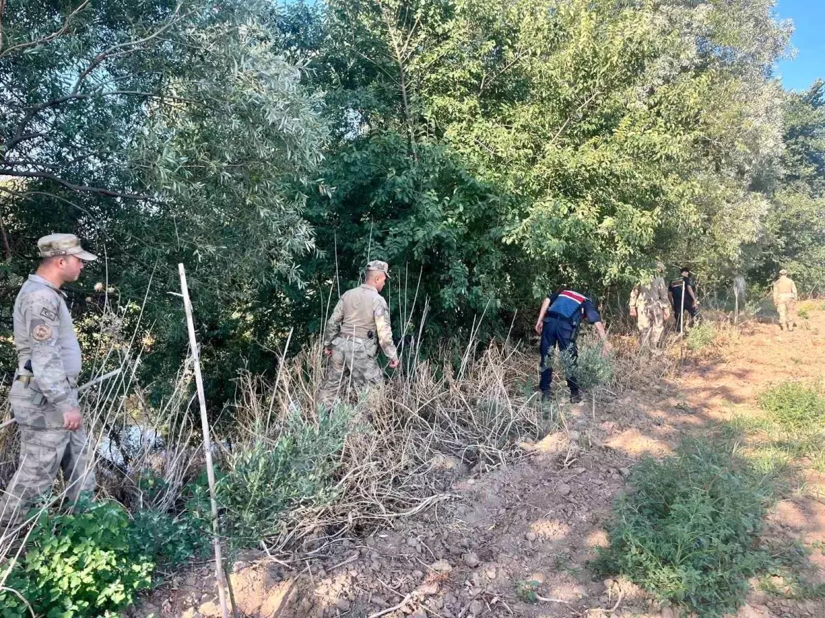 Manisa\'da Yasadışı Kenevir Ekimine Karşı Denetimler