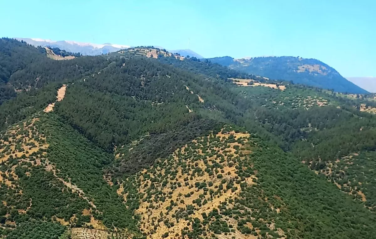 Manisa\'da Orman Yangını Kontrol Altına Alındı